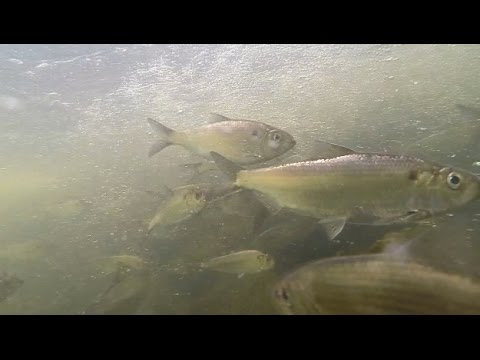 underwater-pic-herring