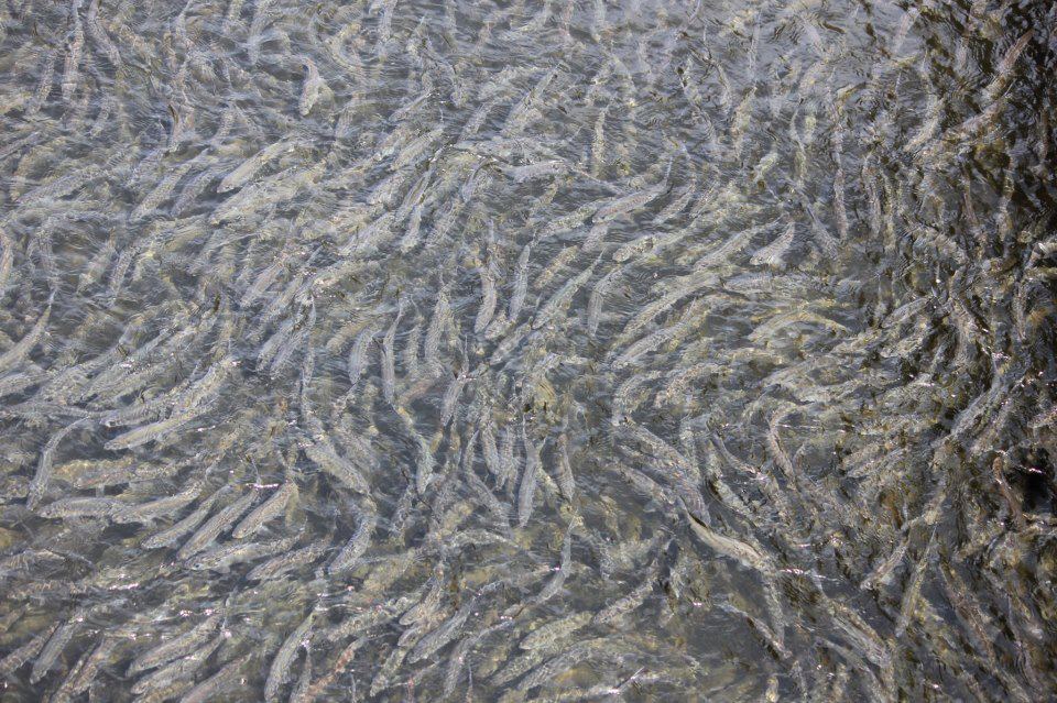 lots of herring by Ellen Piaskoski at Weymouth